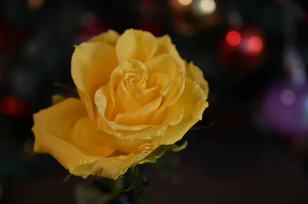 Schöne Rose Auf Dunklem Verschwommenem Hintergrund Sommerkonzept Nahsicht — Stockfoto