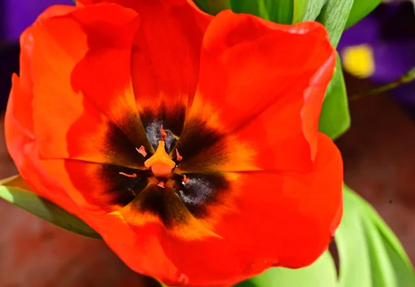 Schöne Blumen Auf Dunklem Hintergrund Sommerkonzept Nahsicht — Stockfoto