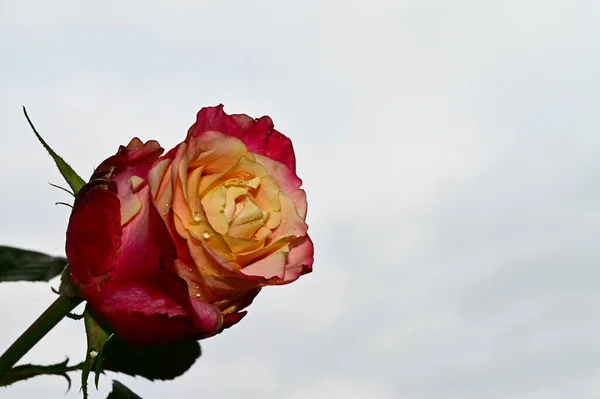 Kruchy Kwiat Róży Tle Błękitnego Nieba — Zdjęcie stockowe