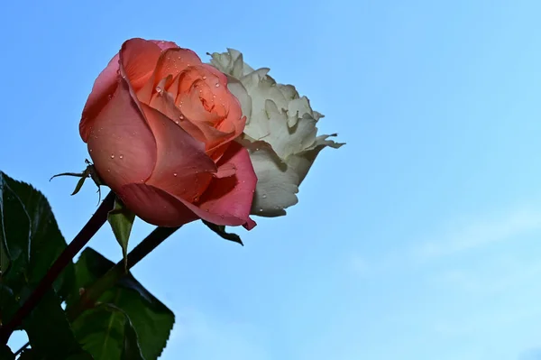 Las Rosas Frágiles Florecen Fondo Del Cielo Azul —  Fotos de Stock