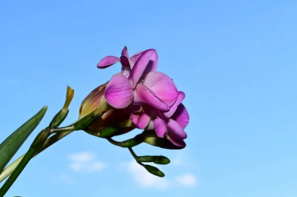 Színes Virágok Virágzik Kék Háttér — Stock Fotó