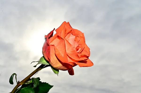 青空に色とりどりの花が咲く背景 — ストック写真