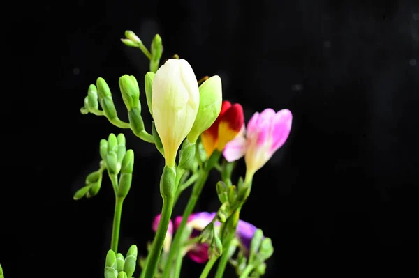 Beautiful Flowers Dark Background Summer Concept Close View — Stock Photo, Image