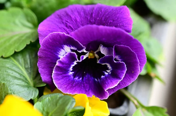 Belles Fleurs Poussant Dans Jardin Journée Ensoleillée Été — Photo