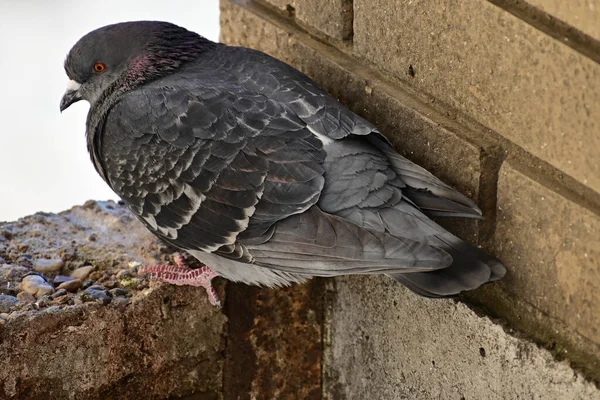 Küçük Sevimli Güvercin Dışarıda Oturuyor Yakın Görüş — Stok fotoğraf