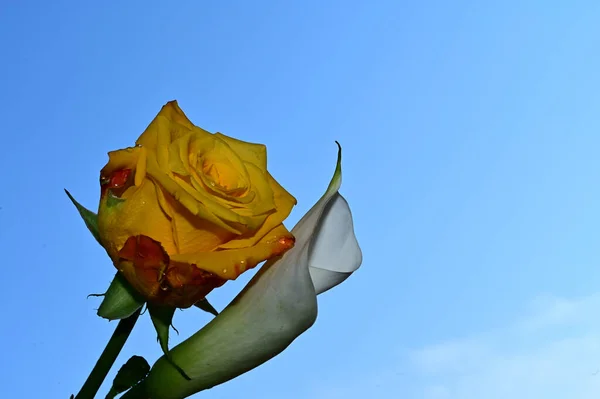 Mooie Bloemen Blauwe Lucht Achtergrond — Stockfoto