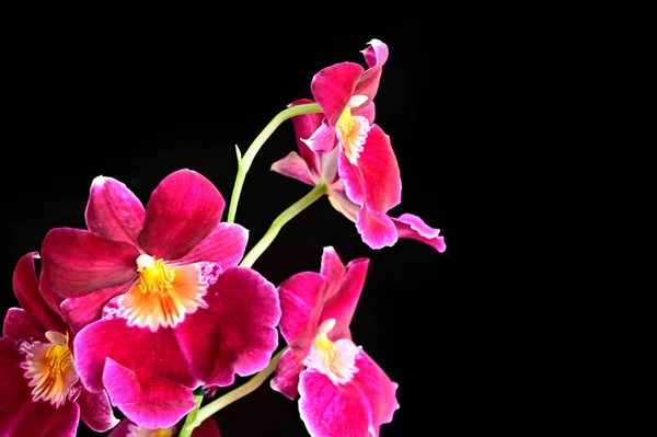 Delikatne Kwiaty Czarnym Tle Zbliżenie — Zdjęcie stockowe