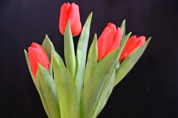 Wunderschöne Tulpenblüten Auf Dunklem Hintergrund Sommerkonzept Nahsicht — Stockfoto