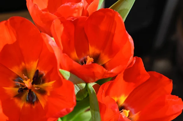 Mooie Tulp Bloemen Donkere Achtergrond Zomer Concept Close View — Stockfoto