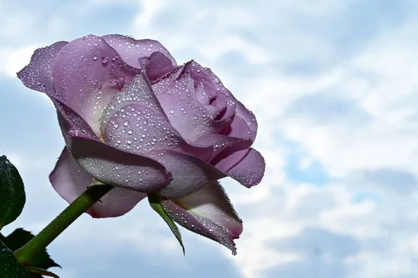 Fragile Rose Blossom Blue Sky Background — Stock Photo, Image