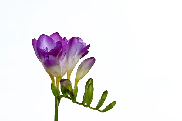 Increíbles Flores Púrpuras Florecen Con Hojas Verdes — Foto de Stock