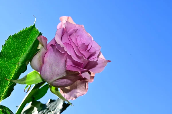 Mavi arka planda renkli çiçekler açar.