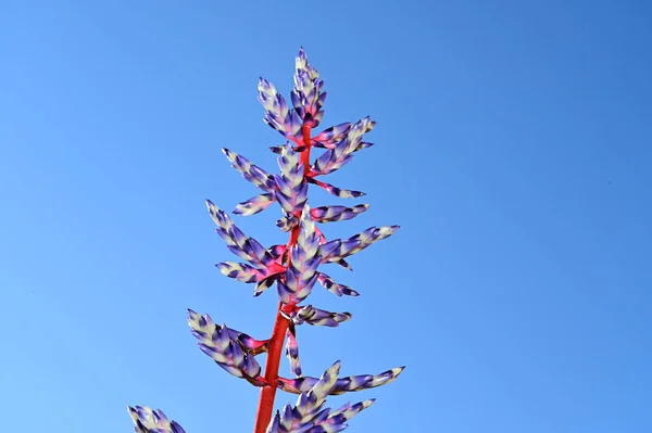 Flores Coloridas Fundo Céu Azul — Fotografia de Stock