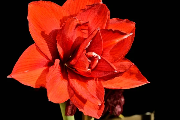 Siyah Arka Planda Yumuşak Çiçekler Kapat — Stok fotoğraf