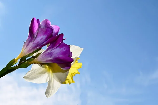 Flores Incríveis Florescem Com Folhas Verdes Fundo Céu Azul — Fotografia de Stock