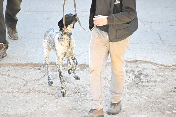 Lindo Perro Con Correa Caminando Con Propietario Aire Libre Día — Foto de Stock