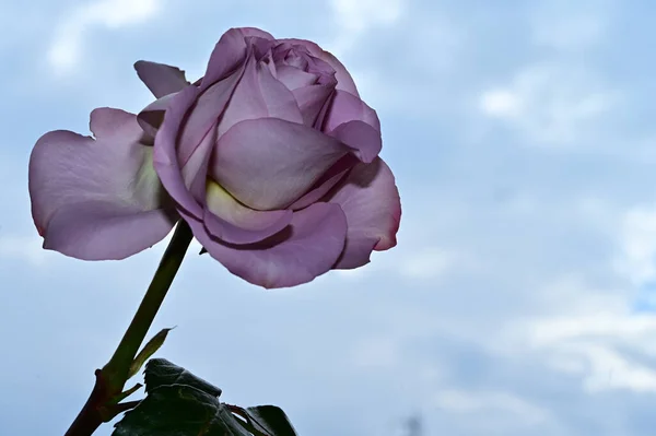 Mooie Bloemen Blauwe Lucht Achtergrond — Stockfoto
