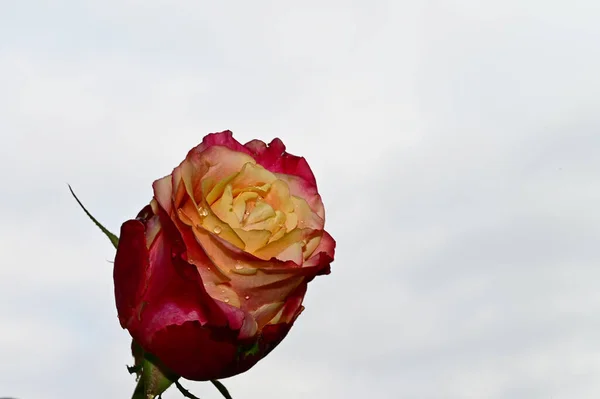 Bräcklig Ros Blomma Blå Himmel Bakgrund — Stockfoto