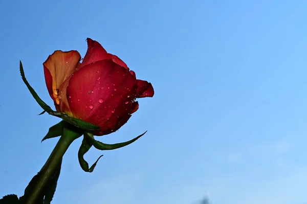 Vackra Blommor Blå Himmel Bakgrund — Stockfoto