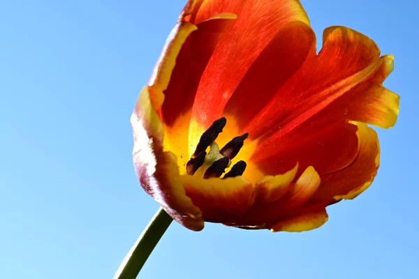 Хрупкий Цветок Тюльпана Голубом Фоне Неба — стоковое фото