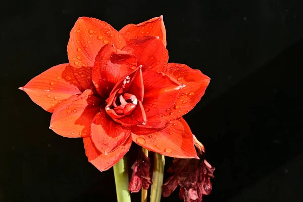 Красива Червона Квітка Чорному Тлі — стокове фото