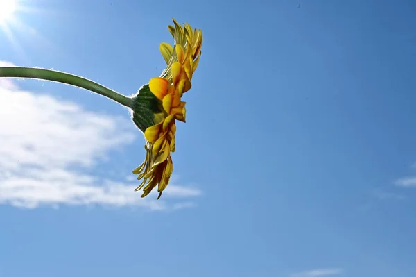 青い空に美しい花を咲かせ — ストック写真