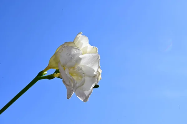 Las Flores Frágiles Florecen Fondo Del Cielo Azul —  Fotos de Stock