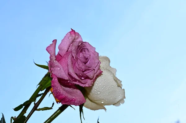 Krásné Růže Květiny Modré Obloze Pozadí — Stock fotografie