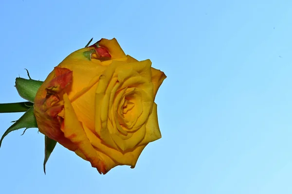 Bela Flor Rosa Fundo Céu Azul — Fotografia de Stock