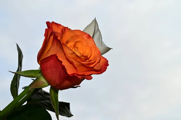 Kolorowe Róże Calla Tle Błękitnego Nieba — Zdjęcie stockowe