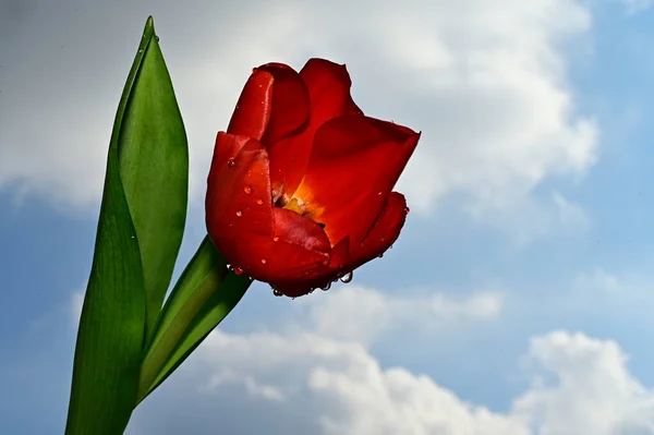 Helle Blumen Auf Blauem Himmel Hintergrund — Stockfoto