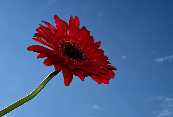 Close Της Gerbera Μπλε Ουρανό Και Σύννεφα — Φωτογραφία Αρχείου