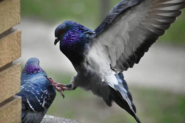 Güzel Küçük Güvercinler Dışarıda Oturuyor Yakın Görüş — Stok fotoğraf