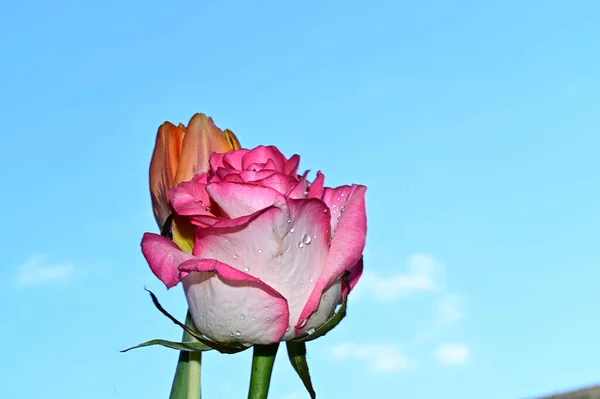 Belles Fleurs Rose Tulipe Sur Fond Ciel Concept Été Vue — Photo