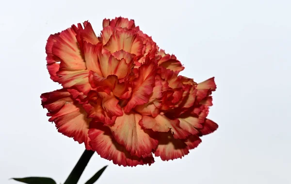 Piękny Bukiet Kwiatów Tle Błękitnego Nieba — Zdjęcie stockowe