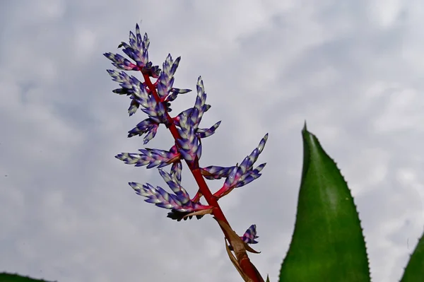 Bunte Blumen Blühen Auf Blauem Himmel Hintergrund — Stockfoto