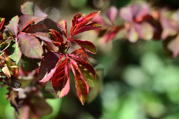 Güneşli yaz gününde bahçede güzel gül yapraklarının yakın manzarası 