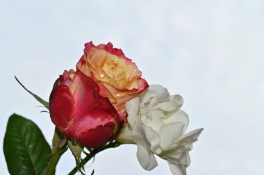 Mavi arka planda güzel bir çiçek buketi