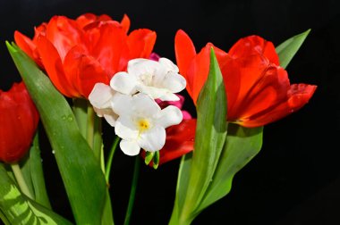 Koyu arkaplanda güzel çiçekler, yaz konsepti, yakın manzara