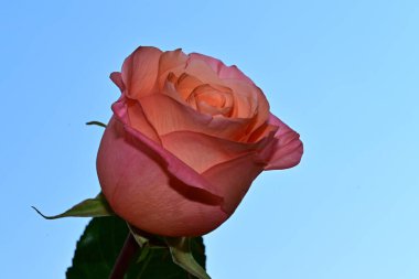 Mavi arka planda güzel çiçekler