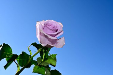 Mavi gökyüzü arka planında yumuşak güller