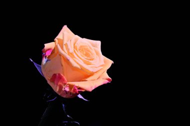 Koyu arkaplanda güzel bir gül, yaz konsepti, yakın görüş  