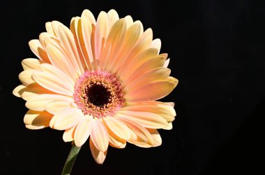 Güzel Gerbera koyu arkaplan, yaz konsepti, yakın görüş  