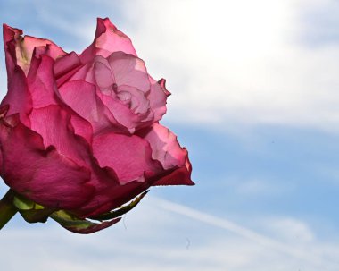 Mavi gökyüzü arka planında parlak çiçekler