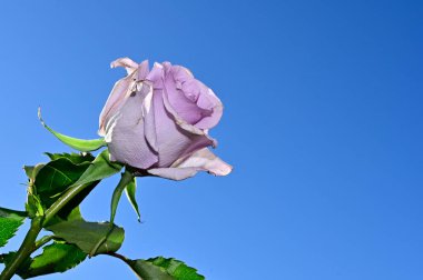 Mavi gökyüzü arka planında yumuşak güller