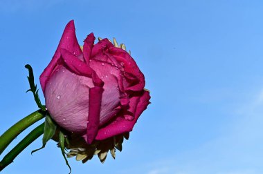 Mavi arka planda renkli çiçekler açar.