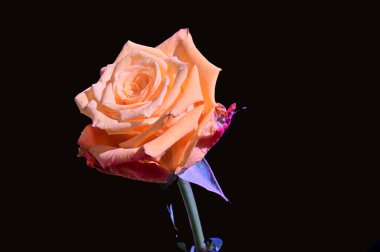 Koyu arkaplanda güzel bir gül, yaz konsepti, yakın görüş  