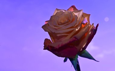 Gökyüzü arka planında güzel bir gül, yaz konsepti, yakın manzara  