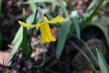 Güneşli yaz gününde bahçede yetişen güzel nergis. 