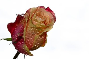 Gökyüzündeki güzel gül çiçeğine çiy damlaları düşer. Arka plan, yaz konsepti, yakın manzara.  